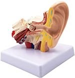 Human Ear Model.jpg