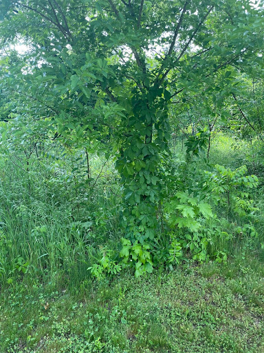 cache9.jpg